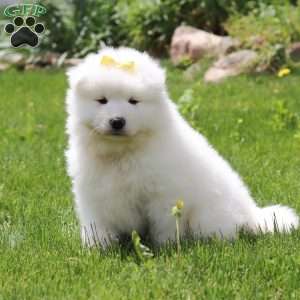 Becky, Samoyed Puppy